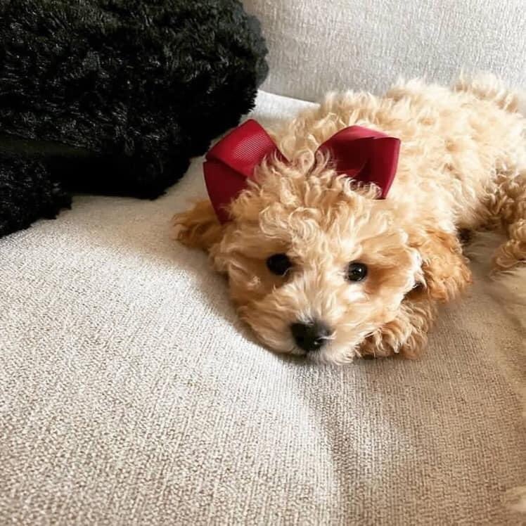 thú cưng của sao ảnh 15 thu cung cua sao anh 15