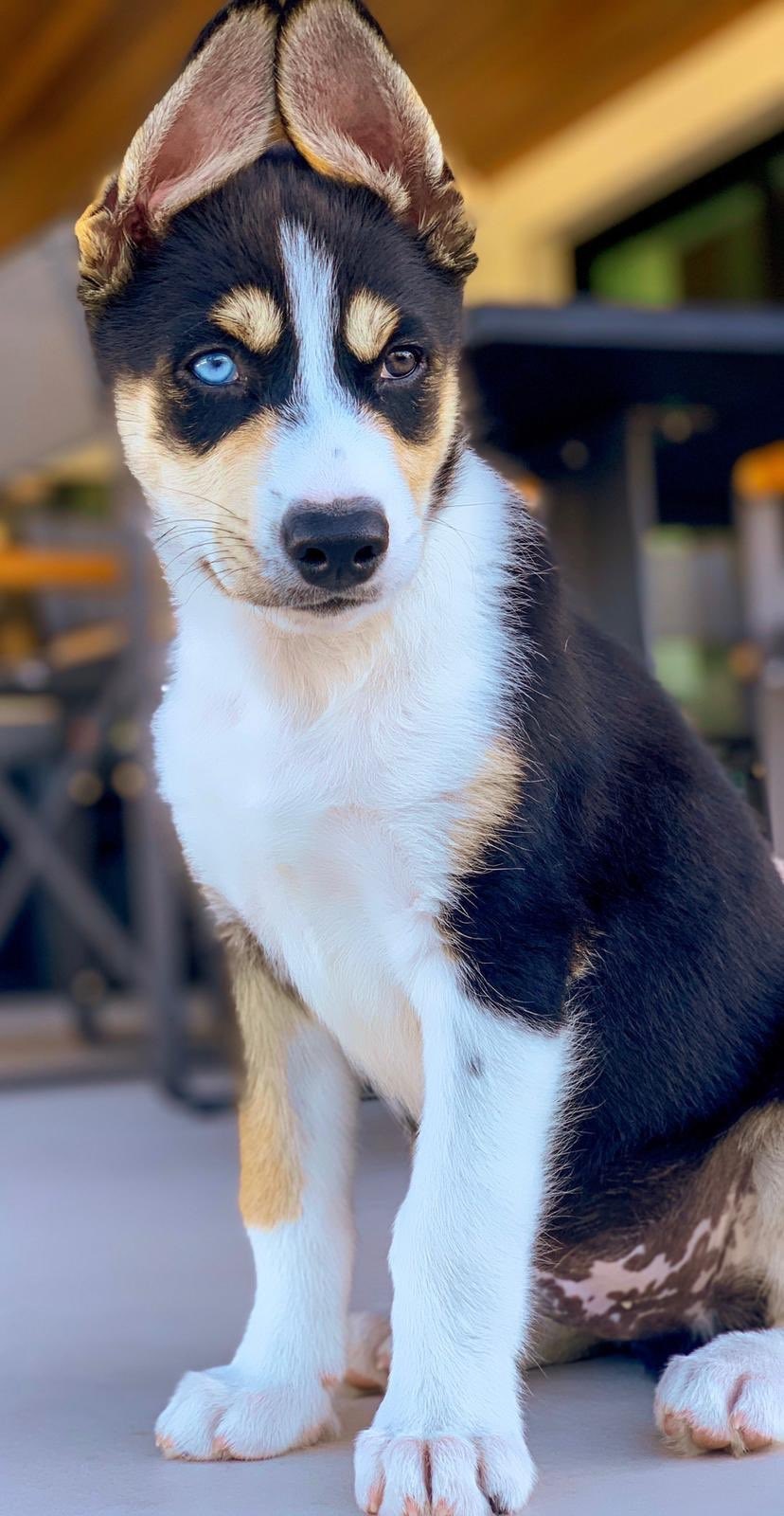 thú cưng của sao ảnh 6 thu cung cua sao anh 6