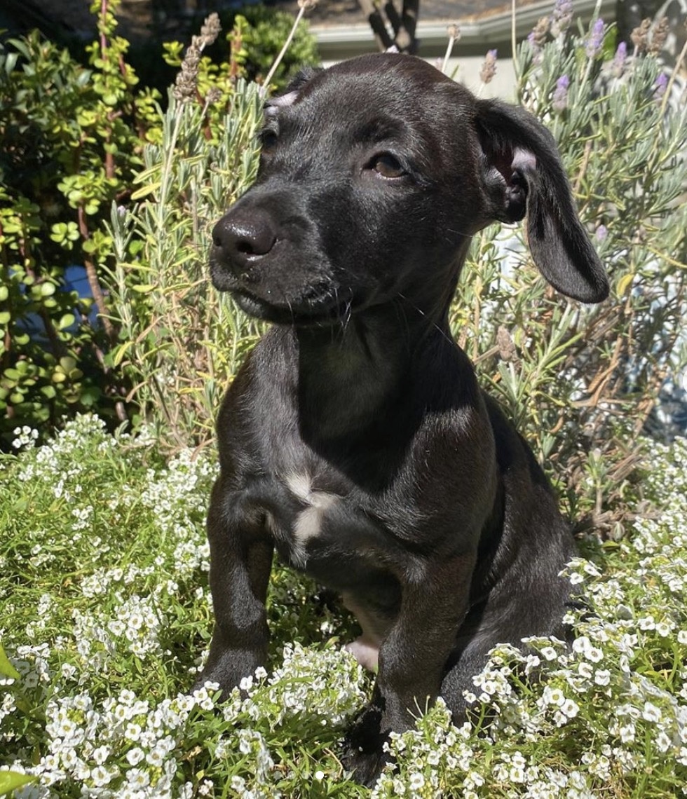 thú cưng của sao ảnh 8 thu cung cua sao anh 8