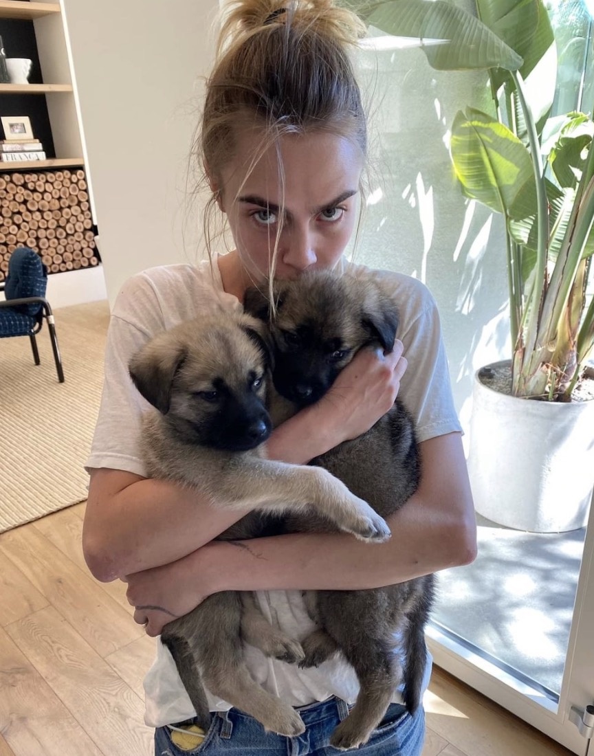 thú cưng của sao ảnh 12 thu cung cua sao anh 12