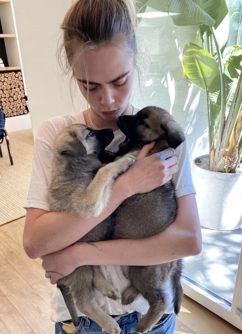 thú cưng của sao ảnh 13 thu cung cua sao anh 13