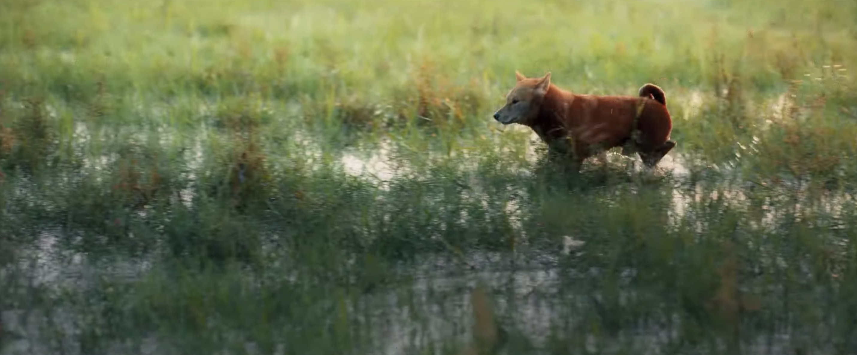 Cậu Vàng ảnh 4 Cau Vang anh 4