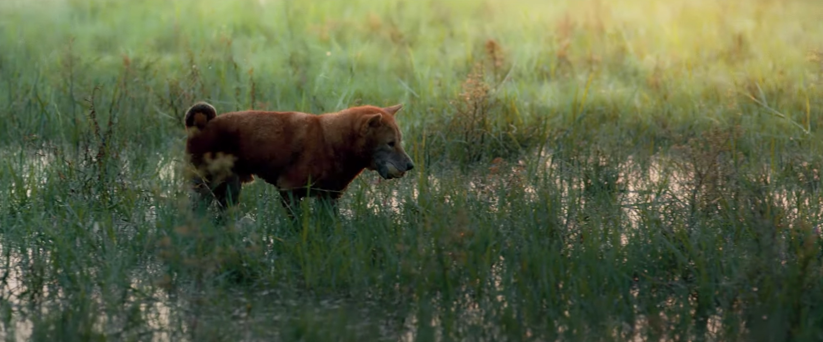 Cậu Vàng ảnh 3 Cau Vang anh 3