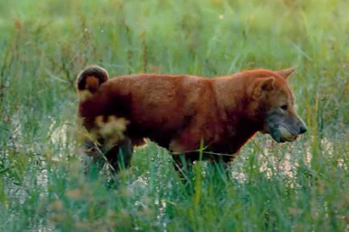 Phim ‘Cau Vang’ tiep tuc gay tranh cai ve dien vien cho hinh anh
