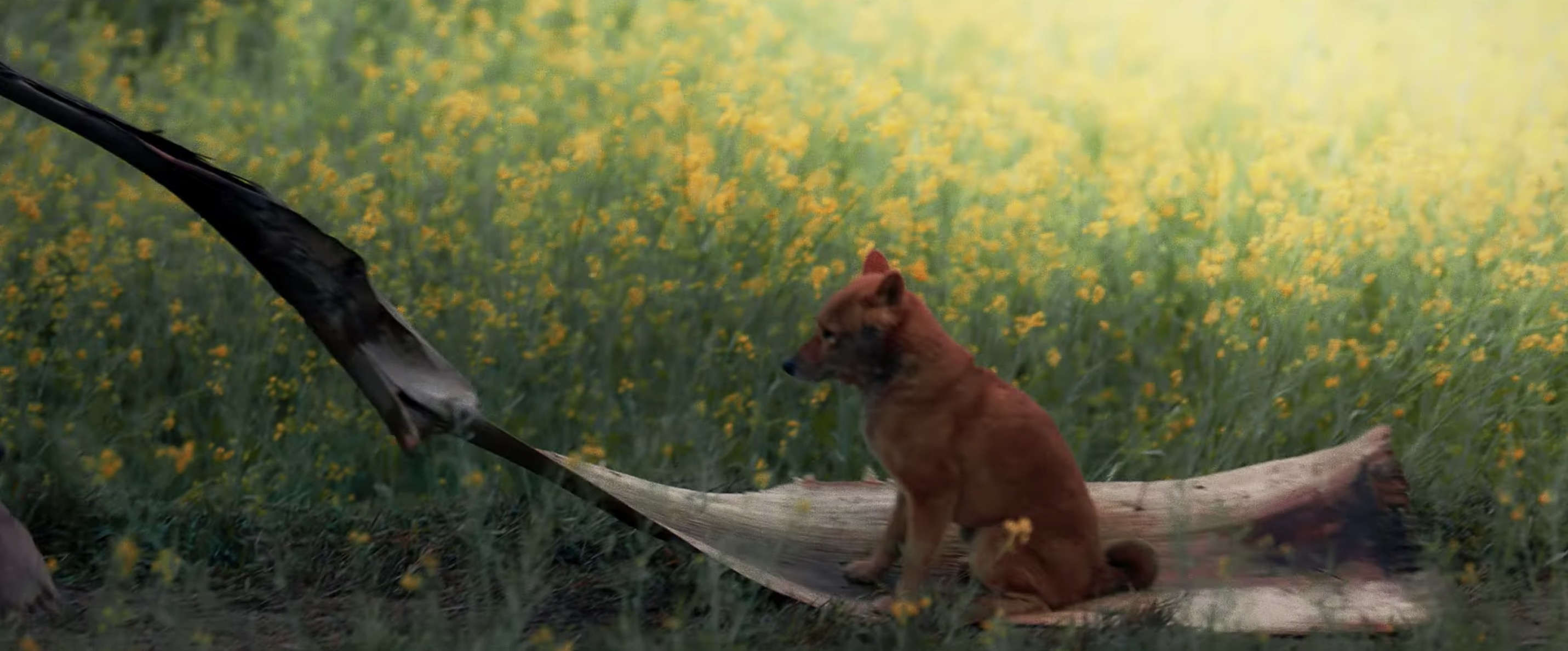 Cậu Vàng ảnh 1 Cau Vang anh 1