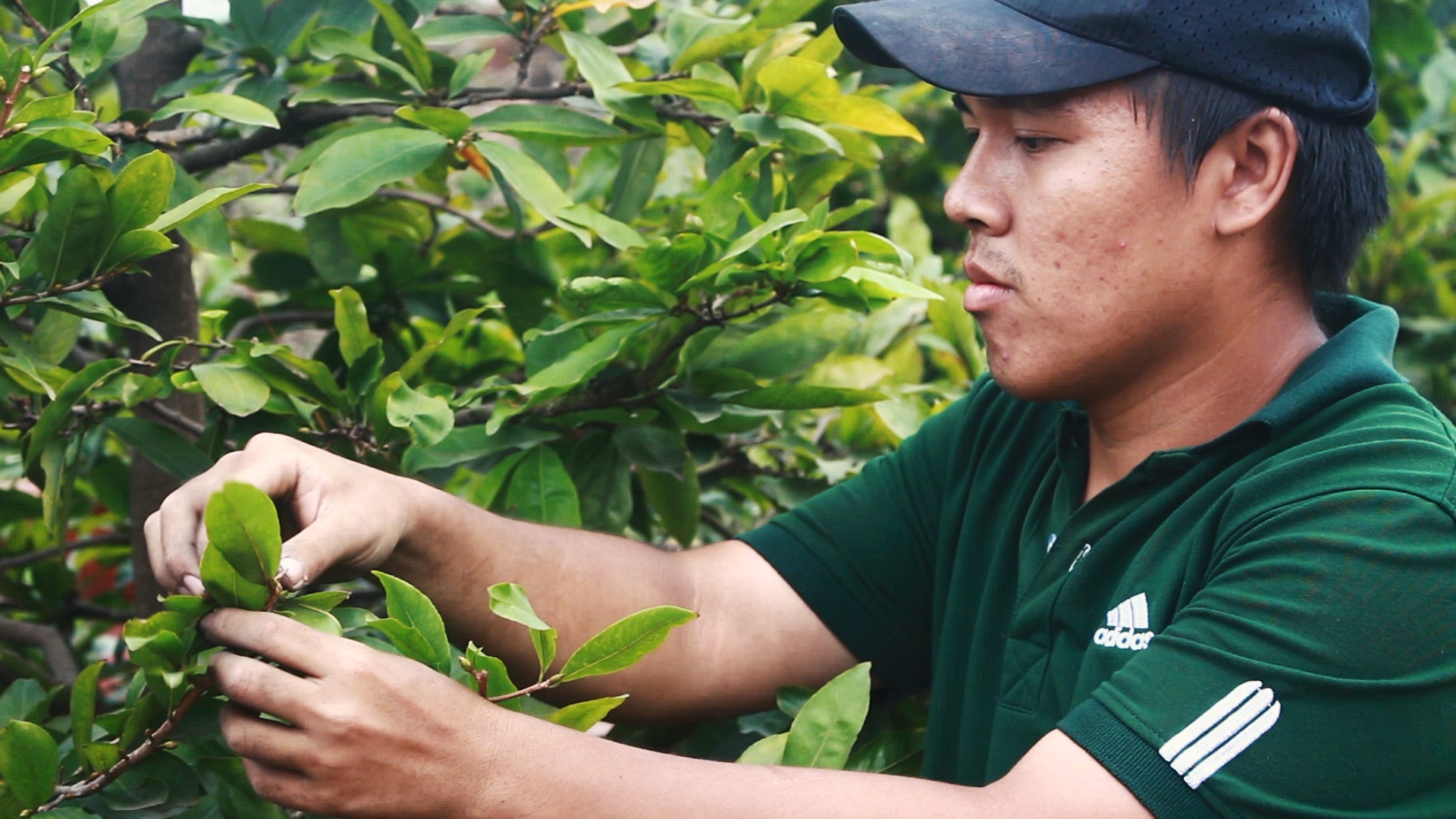 Chu vuon mai o Sai Gon chi tien trieu lat la de 'chay dua' voi Tet hinh anh