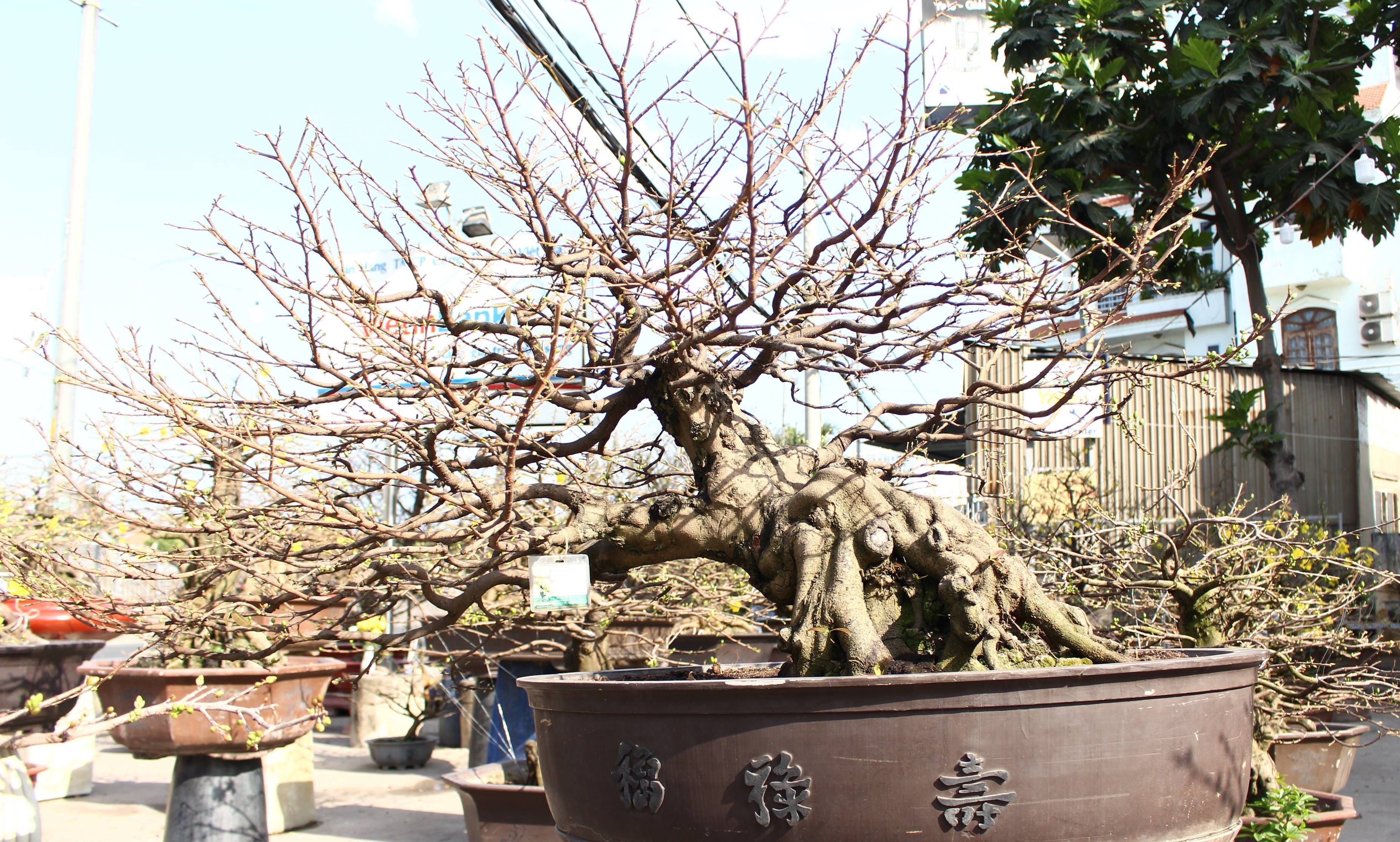 Ngam hang loat goc mai 'khung' gia tram trieu o Sai Gon hinh anh