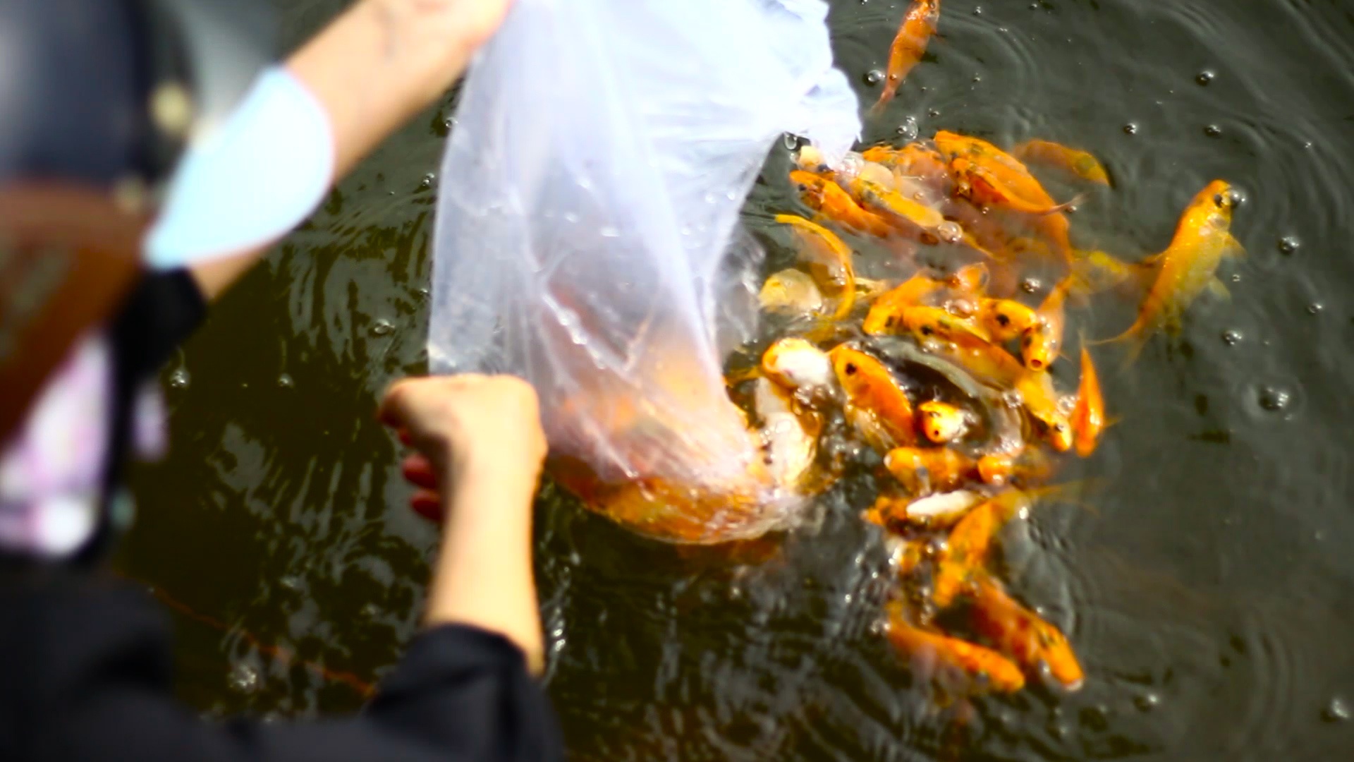 Thue thuyen ra giua song Sai Gon tha hang chuc kg ca chep hinh anh