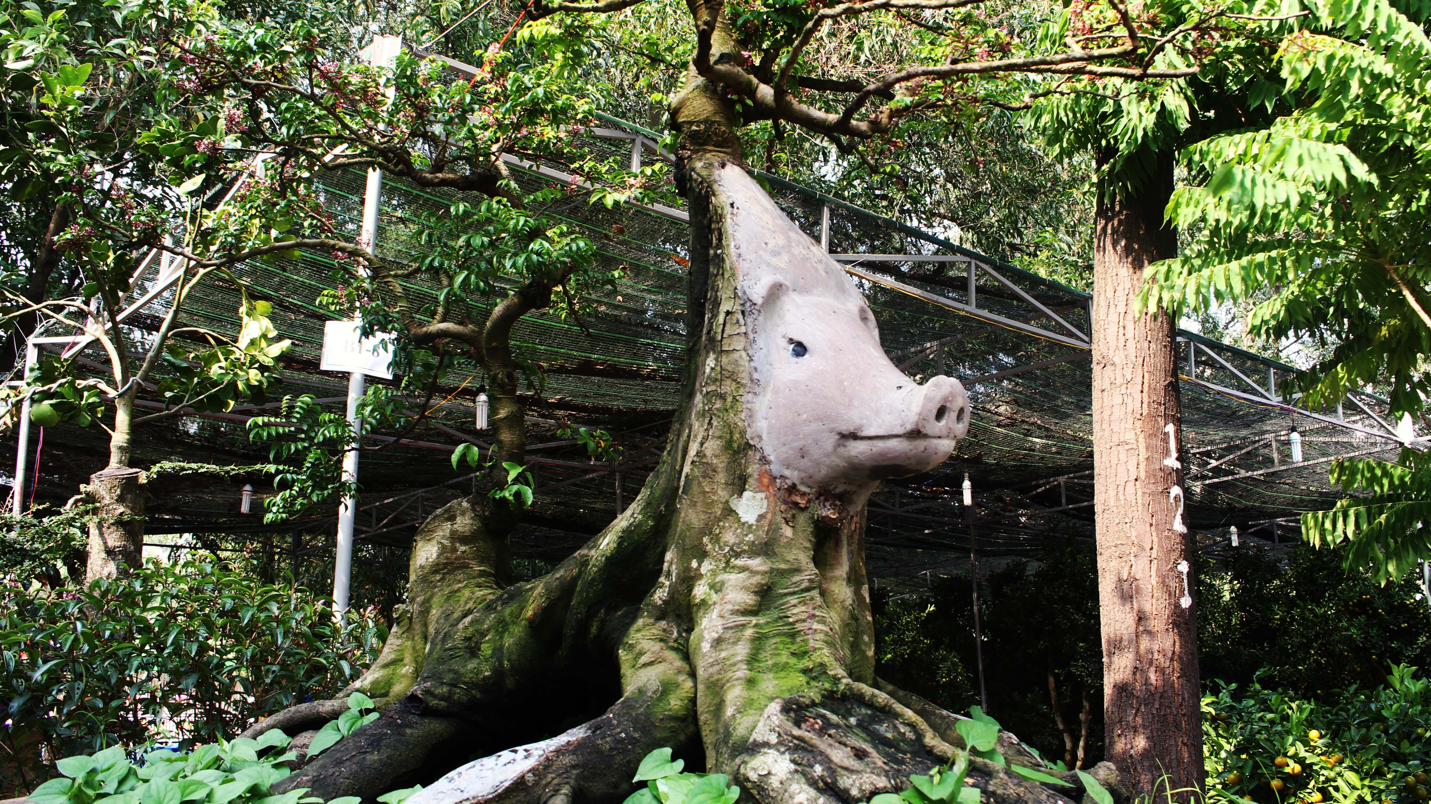 Doc dao khe dap mat heo ban 500 trieu dong o Sai Gon hinh anh