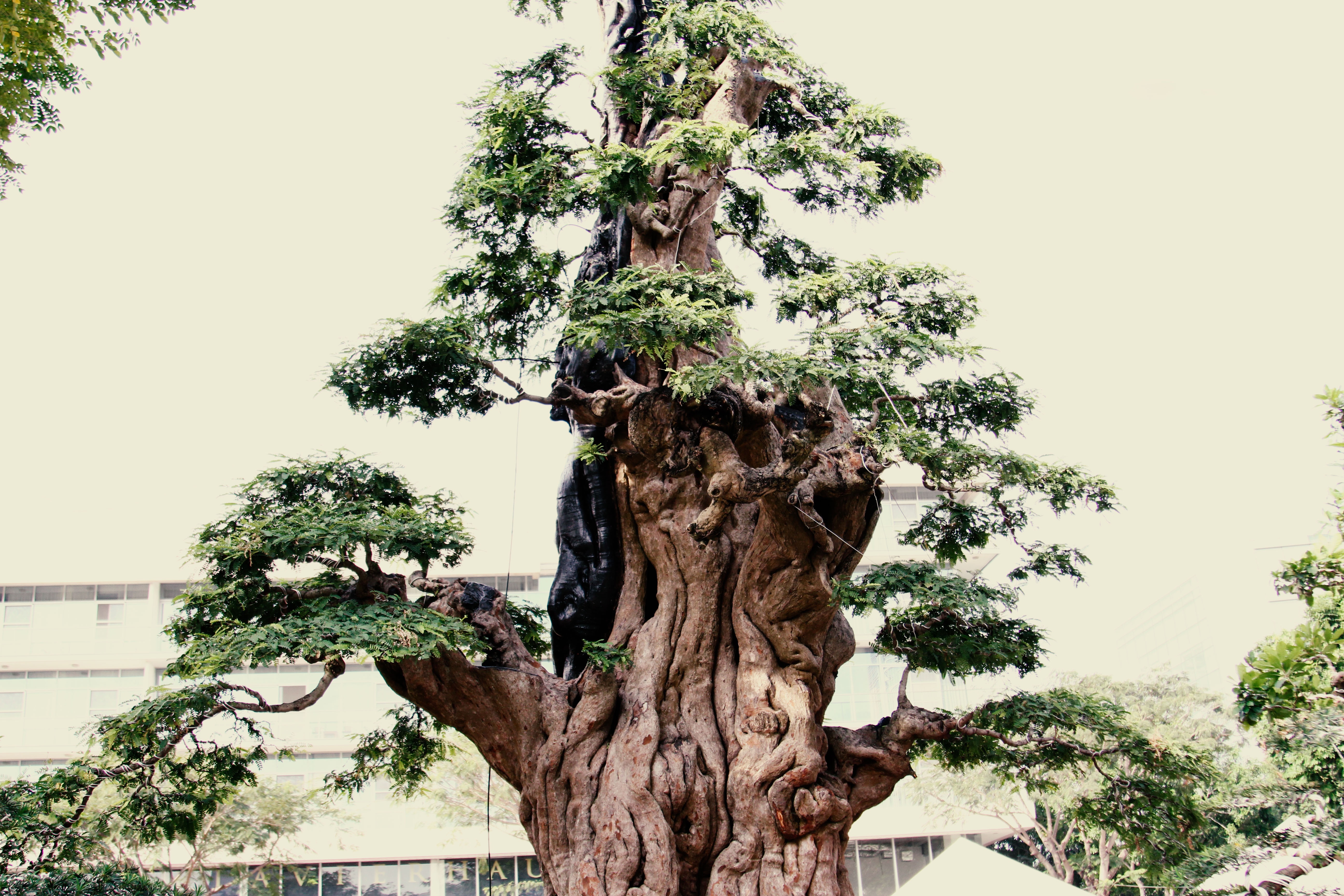 Cay me 200 nam tuoi ban gia 2 ty o Sai Gon hinh anh