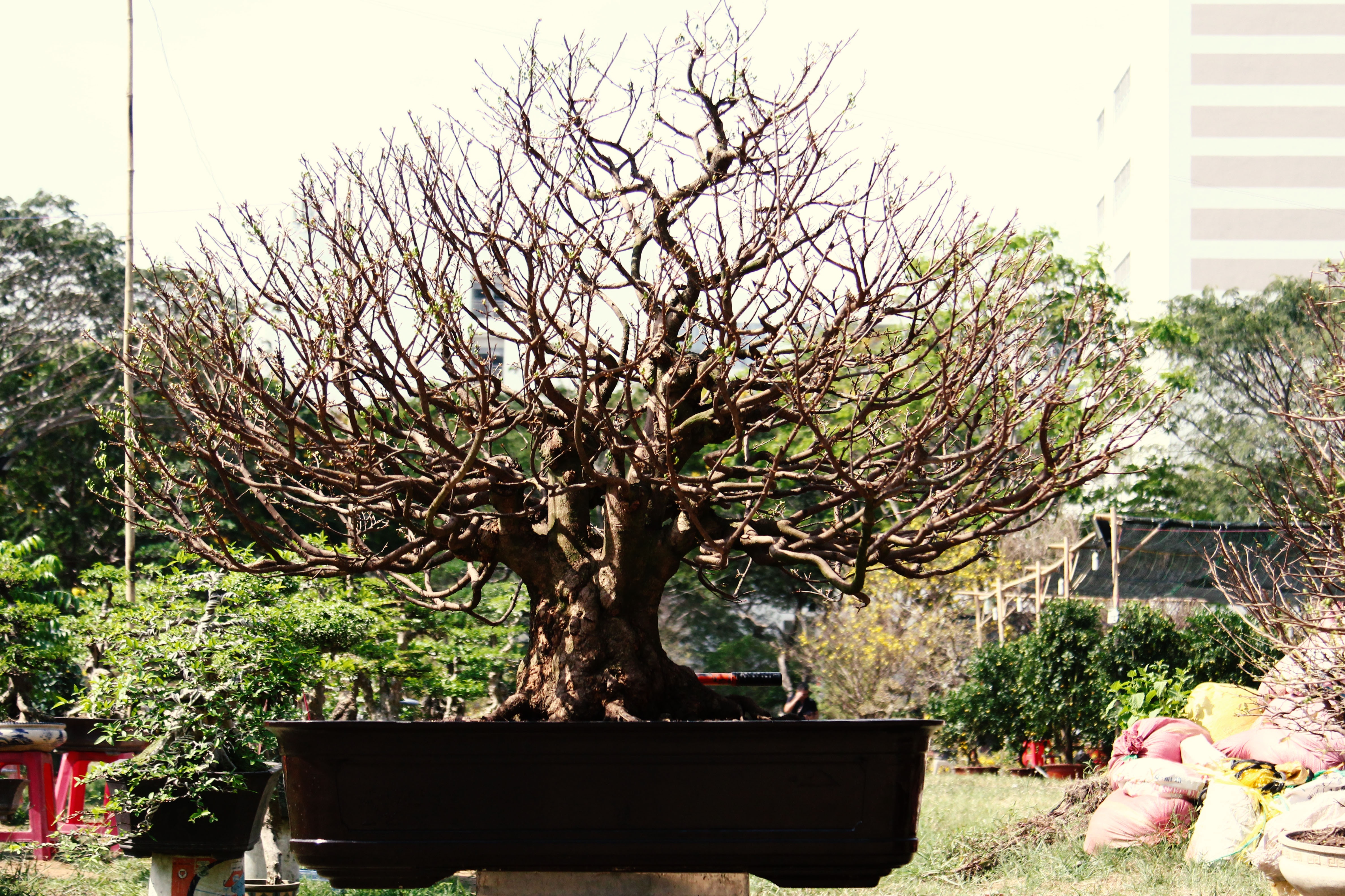 Cay mai tram tuoi duoc ra gia gan 3 ty o hoi cho hoa xuan Phu My Hung hinh anh