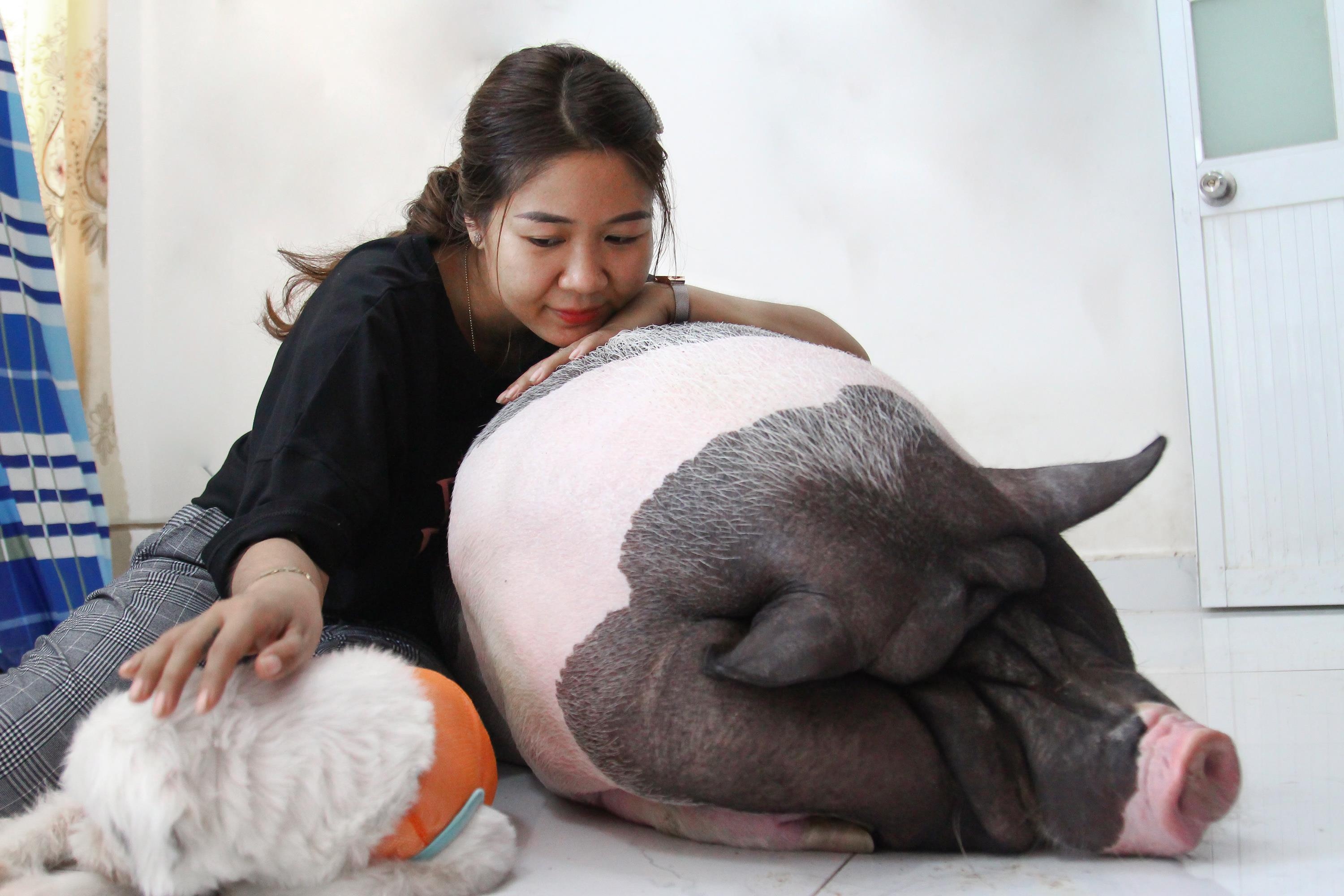 9X nuoi heo nang gan 150 kg, cham soc nuong chieu thay thu cung hinh anh