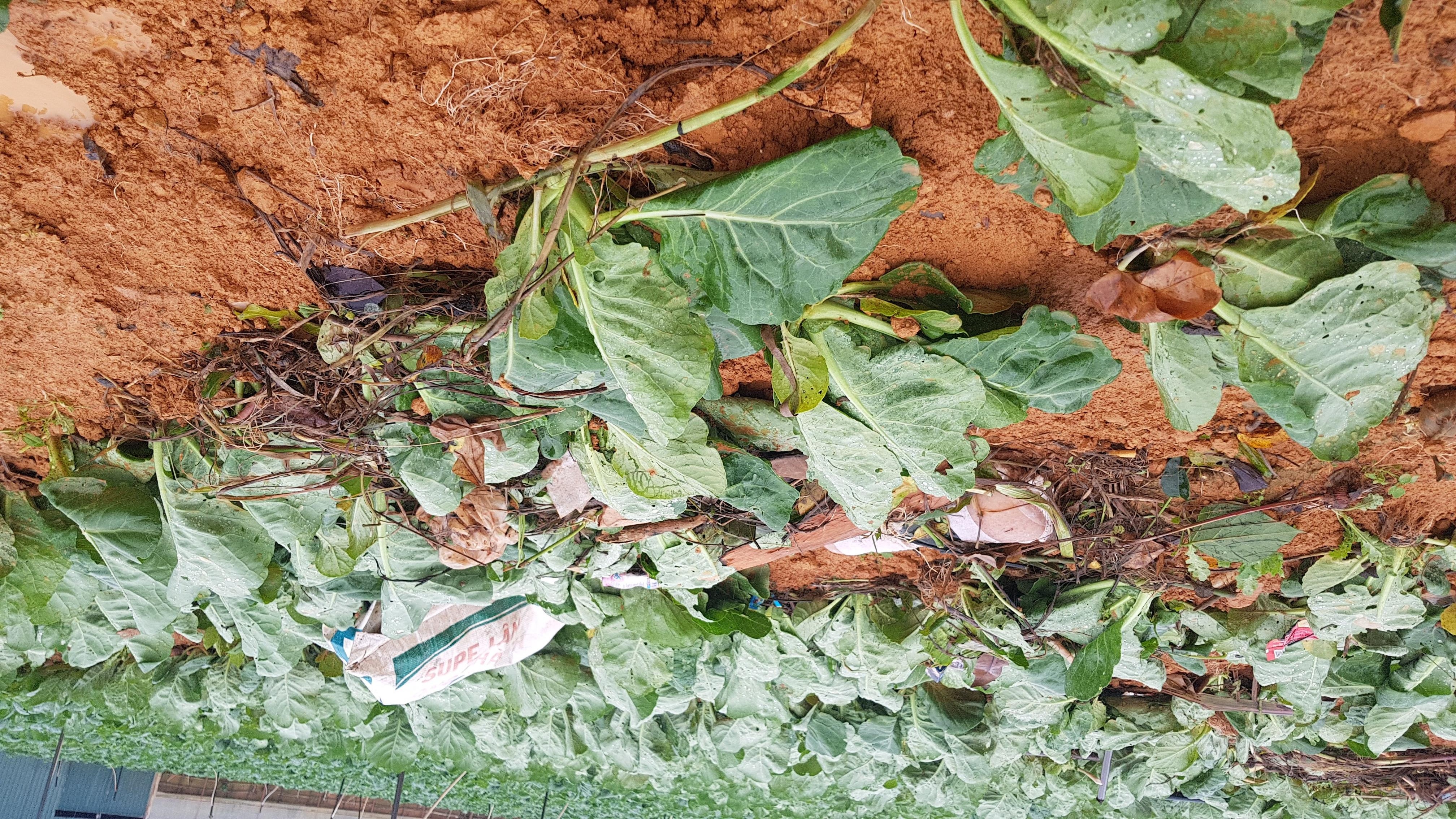 Mua lon tai Da Lat Lam Dong anh 7