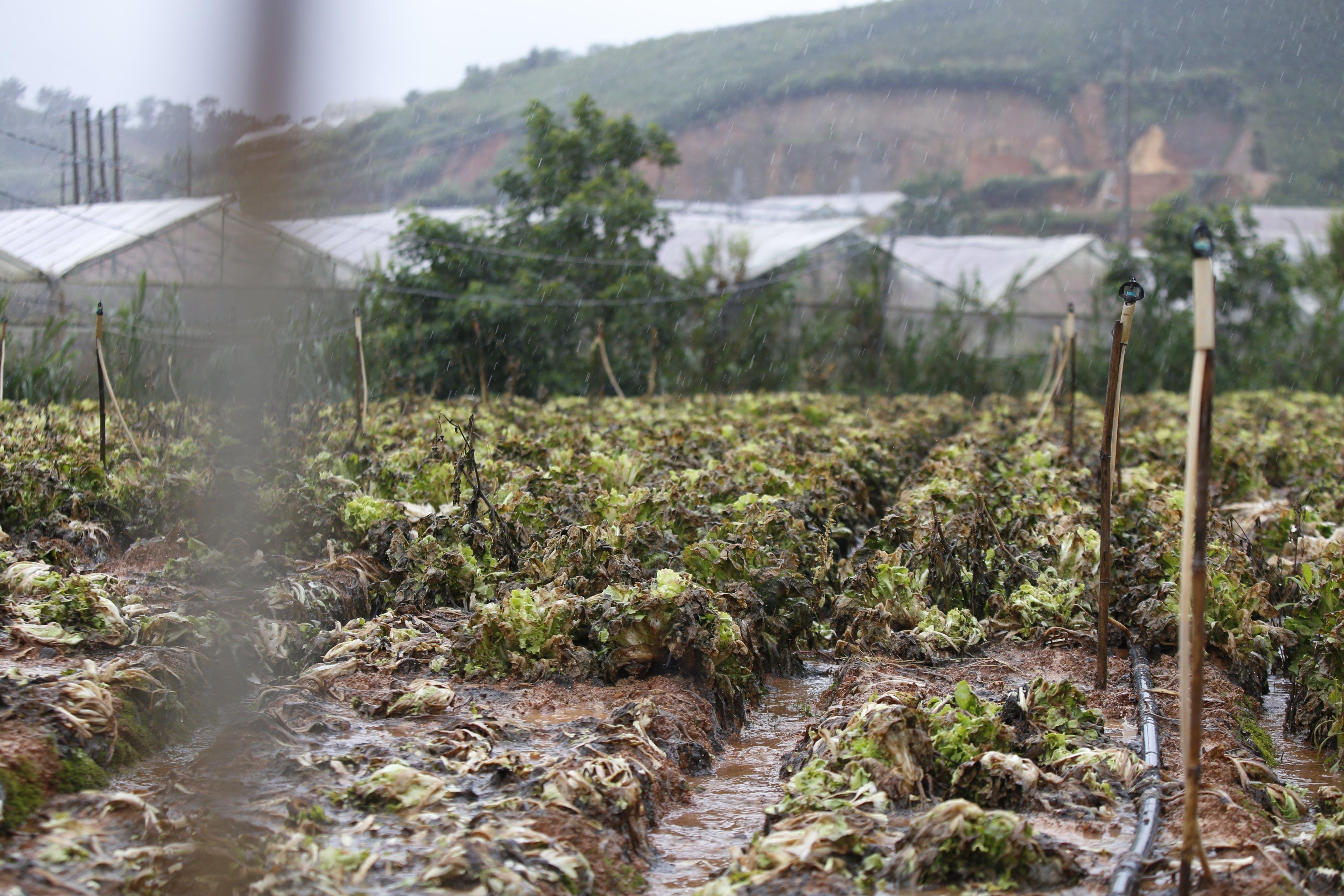 Mua lon tai Da Lat Lam Dong anh 12