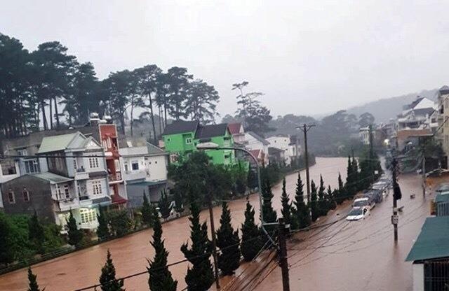 Mua lon tai Da Lat Lam Dong anh 1