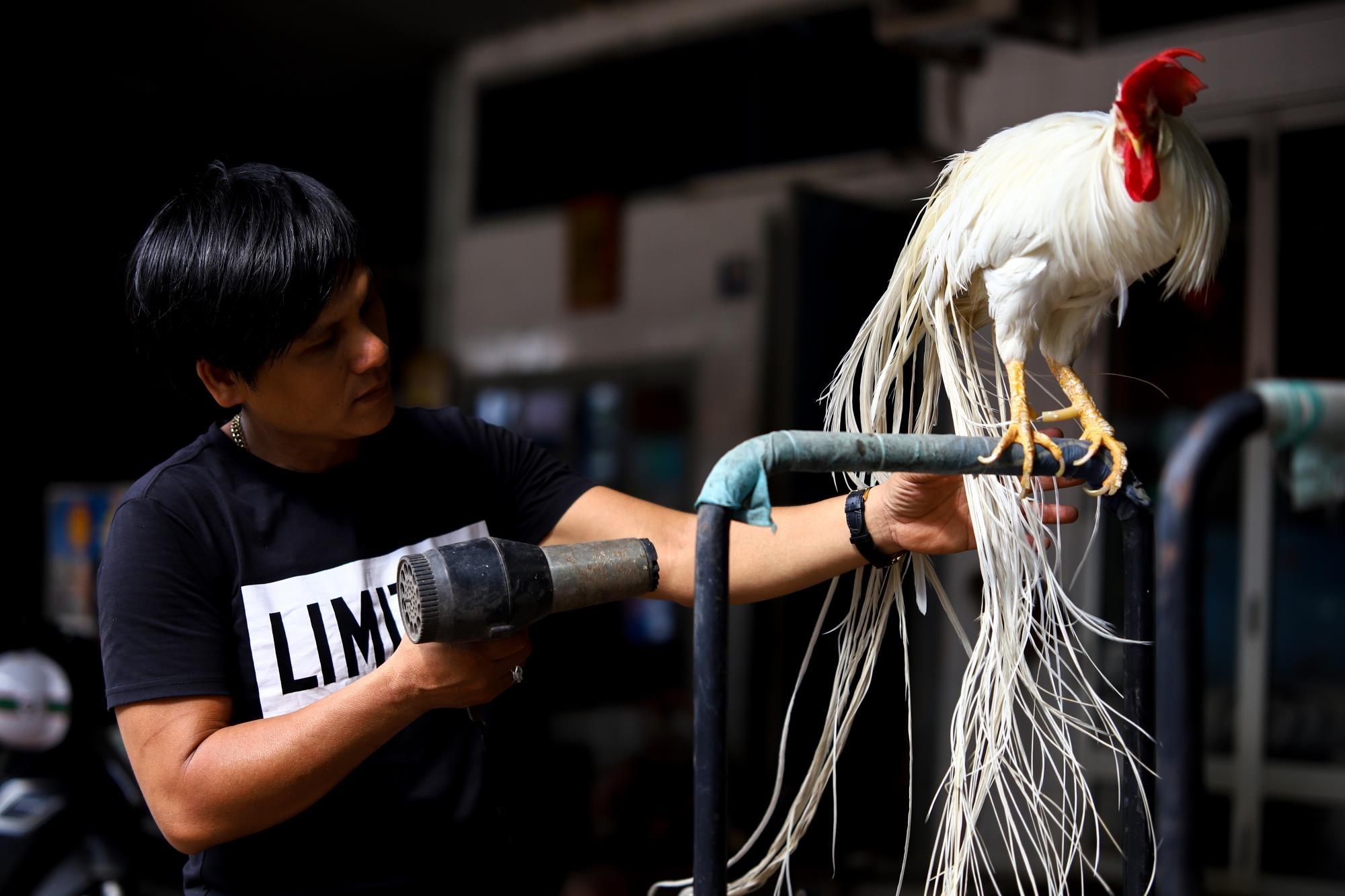 Ban ga Onagadori do duoi tinh tien, gia tram trieu moi con o Tay Ninh hinh anh