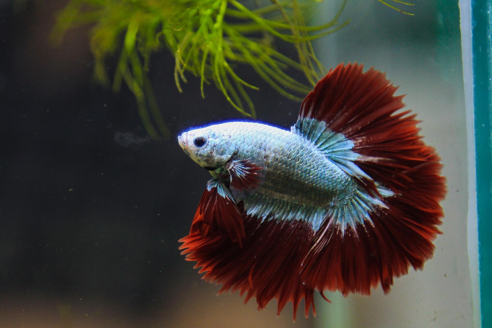 Ca doc la o trien lam ca canh lon nhat TP.HCM hinh anh