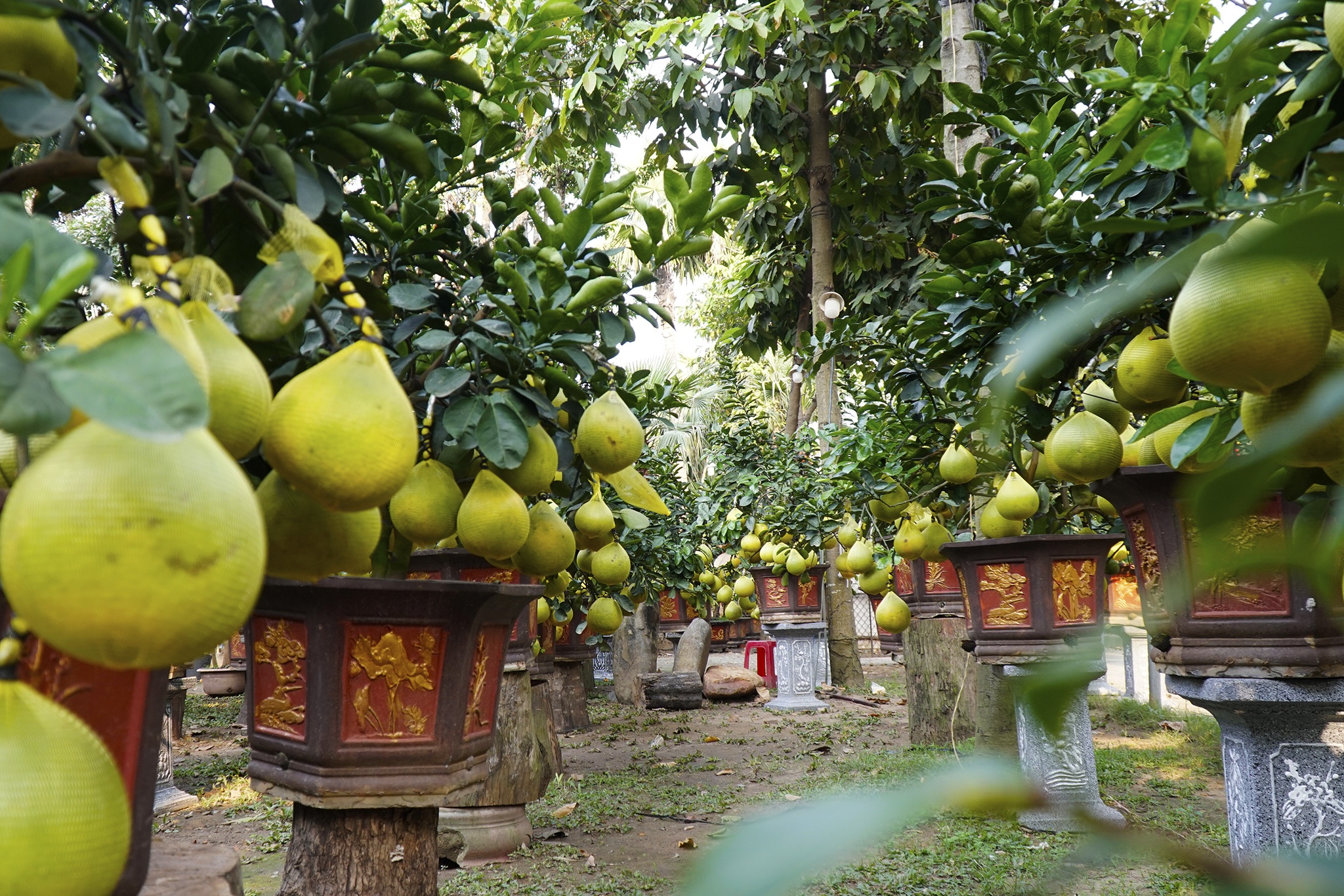 Buoi Dien chung Tet gia hang chuc trieu tai TP.HCM hinh anh