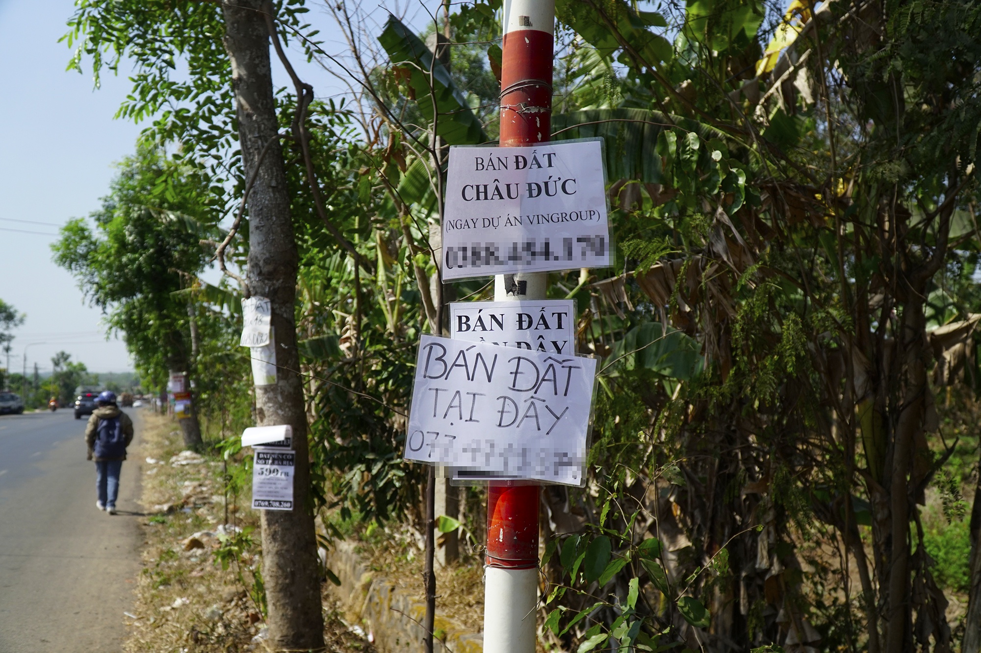 Canh co dat moi chai, thoi gia dat len nhieu lan o Ba Ria - Vung Tau hinh anh