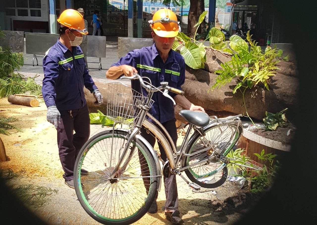 Toan canh vu cay phuong do khien nam sinh tu vong o TP.HCM hinh anh