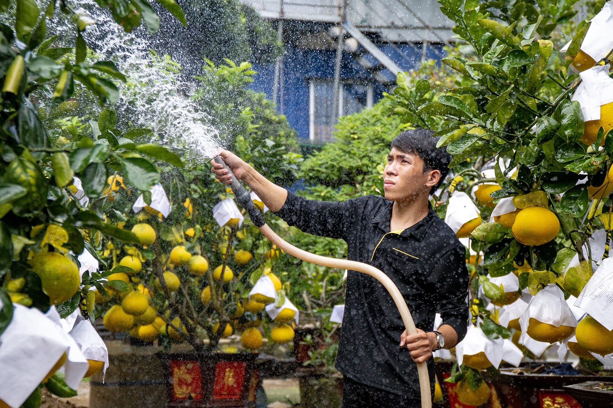 Hon 30 trieu mot chau buoi Dien triu qua tai TP.HCM hinh anh