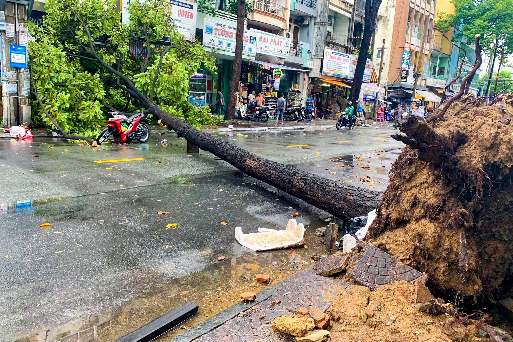 Cay xanh bat goc de 2 nguoi o TP.HCM hinh anh