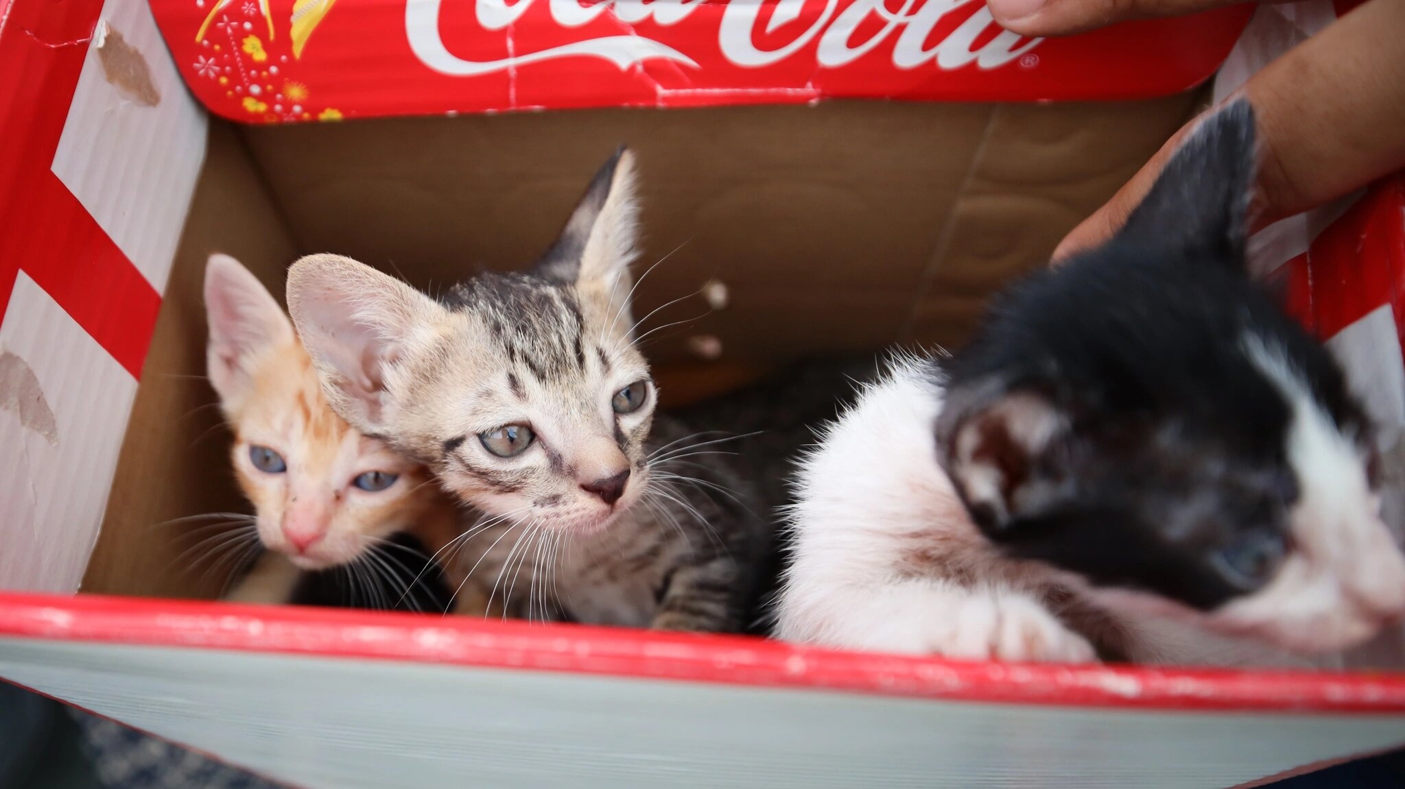 Dan chung cu TP.HCM: 'Nguoi nuoi thu khong y thuc rat phien hang xom' hinh anh