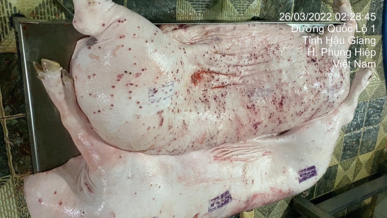 C.P. thua nhan hinh anh heo benh duoc chup tai lo mo thuoc cong ty hinh anh