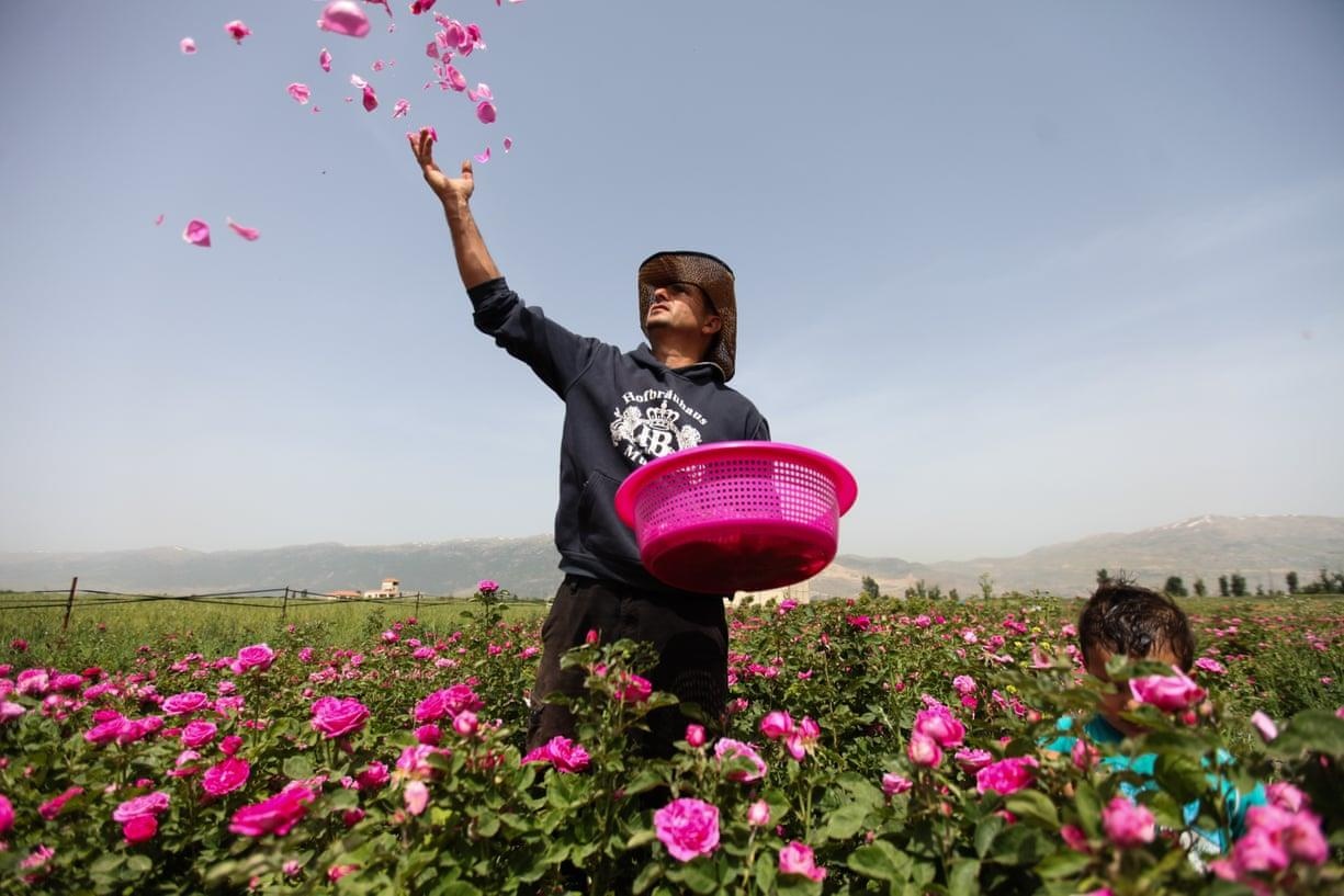 Nguoi Syria hoi sinh bang hat giong 'vua cua cac loai hoa hong' hinh anh