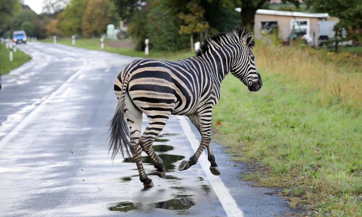 Ngua van tau thoat rap xiec bi cuu ho ban chet o Duc hinh anh