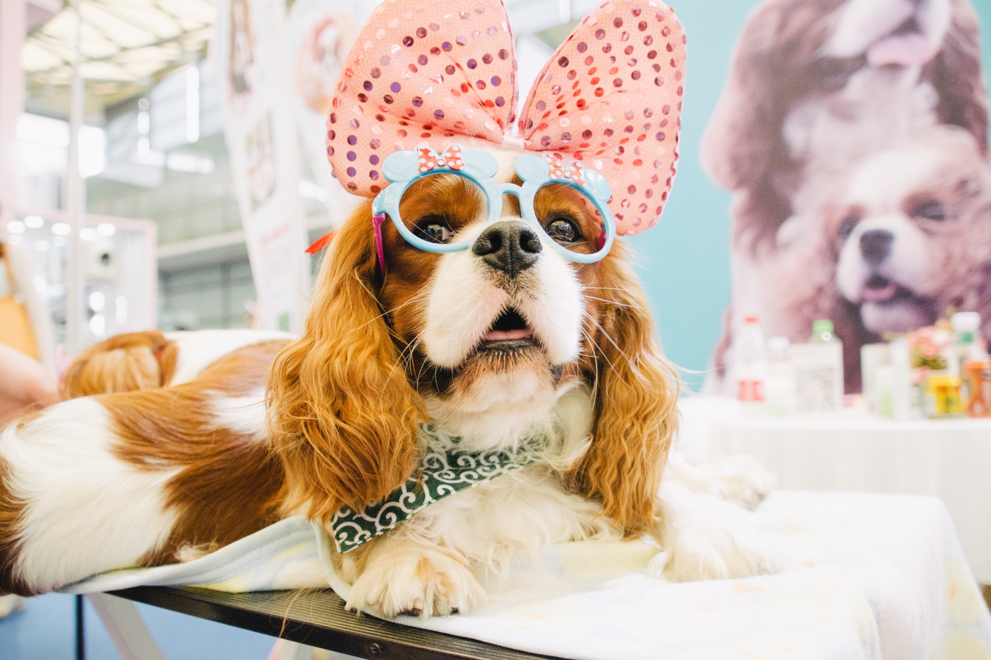 dân Trung Quốc chi 29 tỷ USD cho thú cưng ảnh 2 dan Trung Quoc chi 29 ty USD cho thu cung anh 2