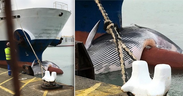 Buc anh chan dong o cang Portsmouth hinh anh