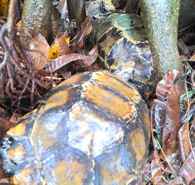 Rua Manouria impressa Ha Tinh anh 2