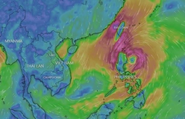 Ten bao Tra Mi (Trami) do ai dat, co y nghia gi? hinh anh