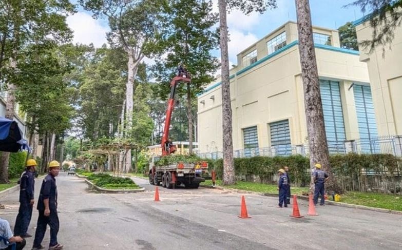 Chu tich TP.HCM yeu cau xac dinh trach nhiem vu canh cay de chet nguoi hinh anh