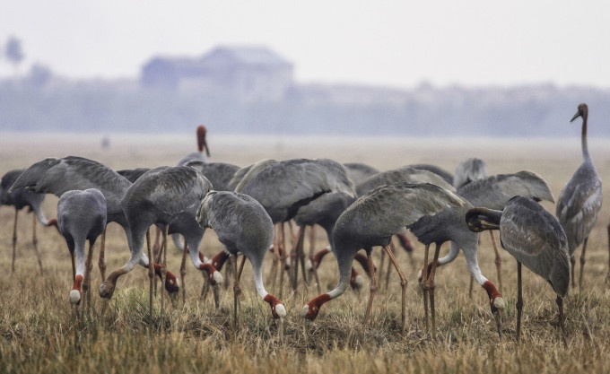 Dong Thap dua 'dan chim cao nhat biet bay' quy hiem tu Thai Lan ve hinh anh