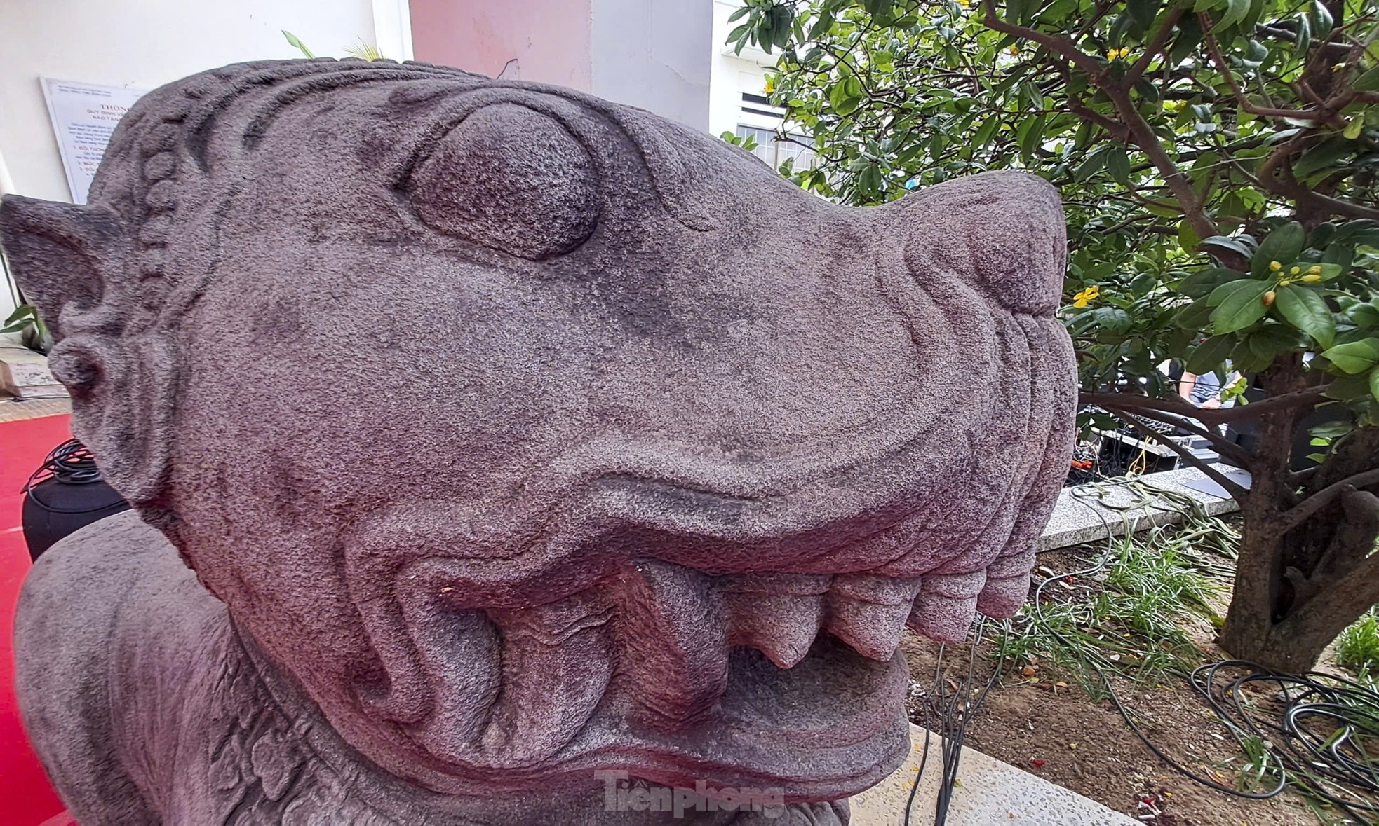 Su tu da Do Ban anh 5