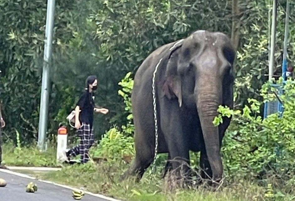 Voi lon bat ngo xuat hien tren duong o Quang Nam hinh anh