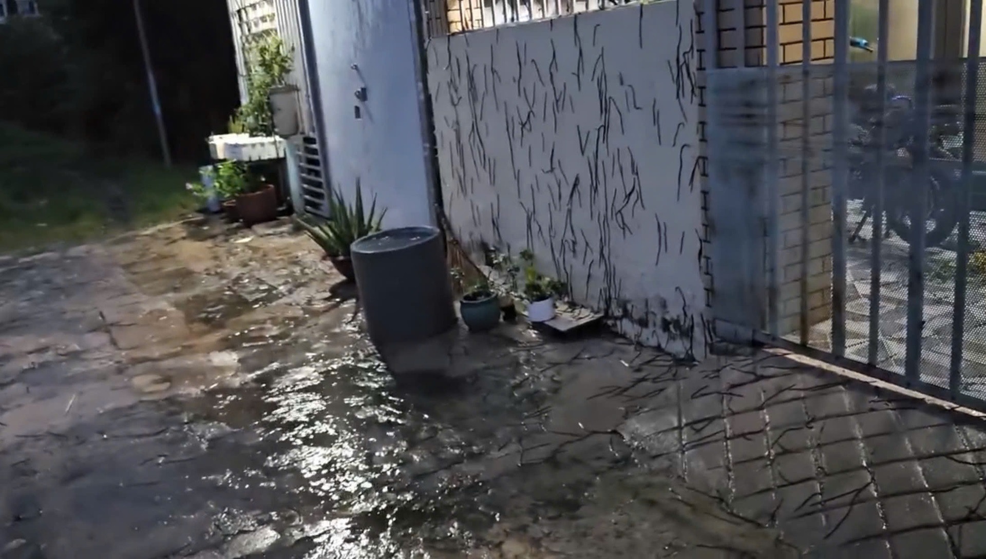 Kinh hai canh hang nghin con giun leo tuong nha o Vung Tau hinh anh