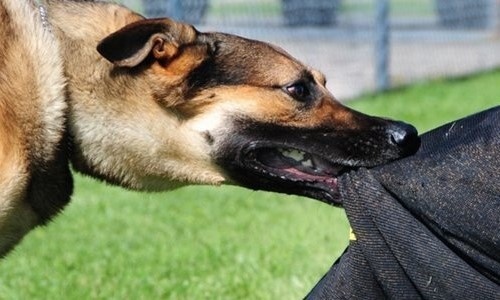 Cong bo dich benh cho dai o mot huyen tai Quang Nam hinh anh