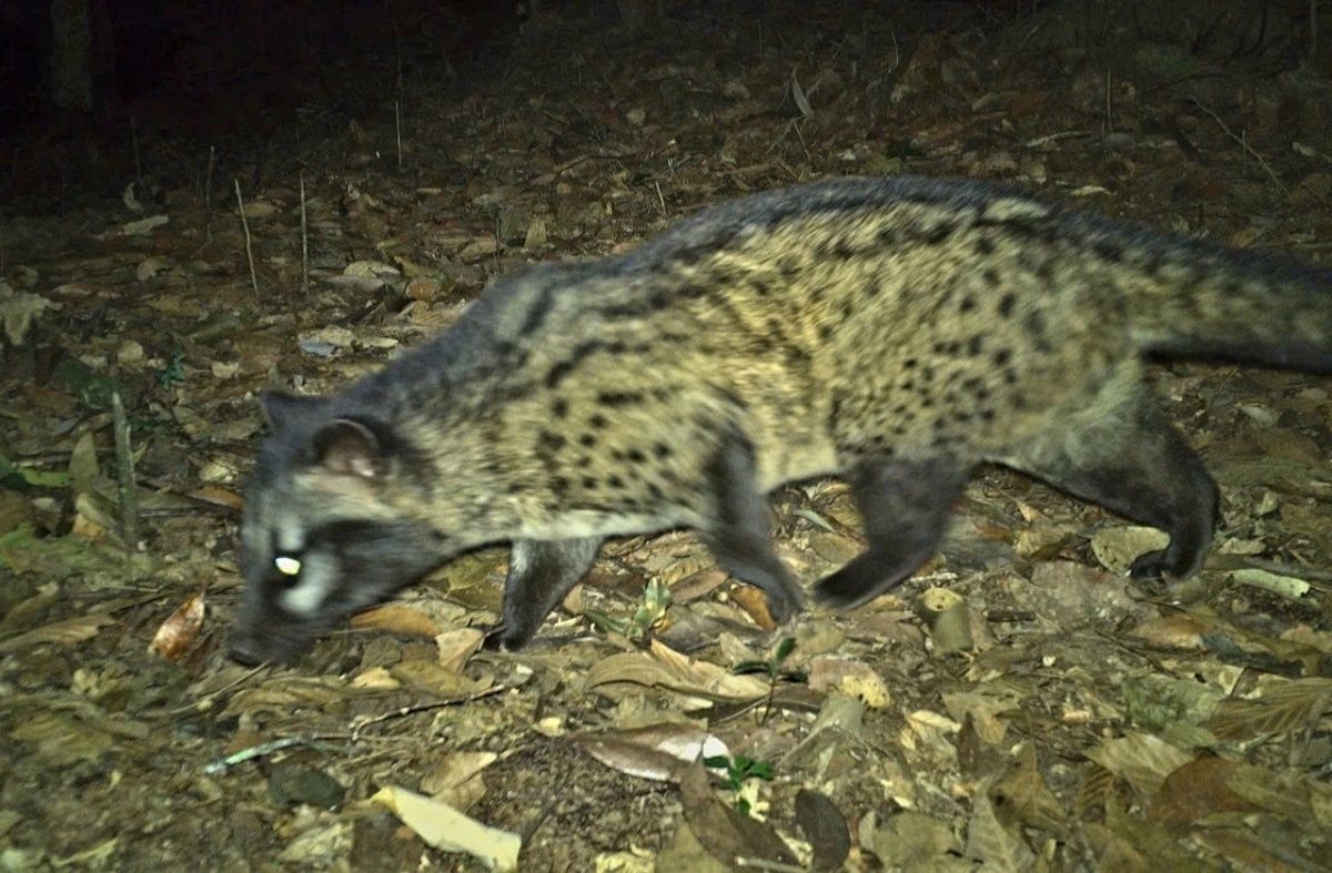 Dat bay anh phat hien nhieu loai dong vat quy hiem hinh anh