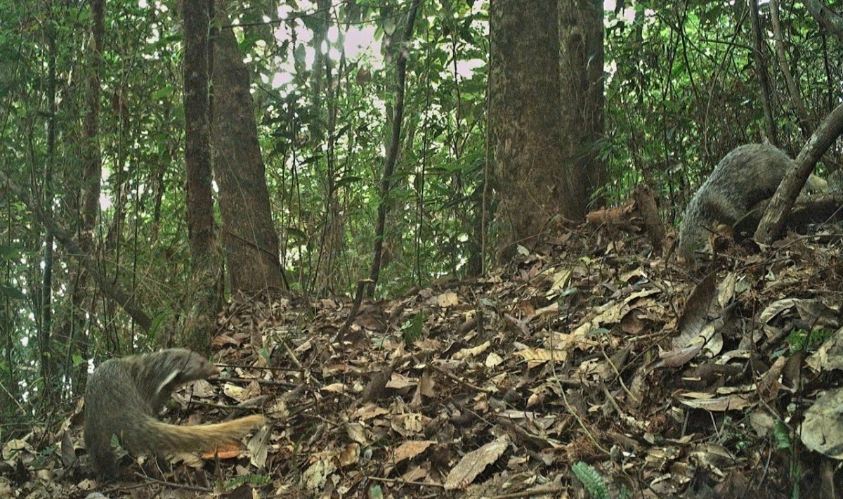 bao ton dong vat anh 7