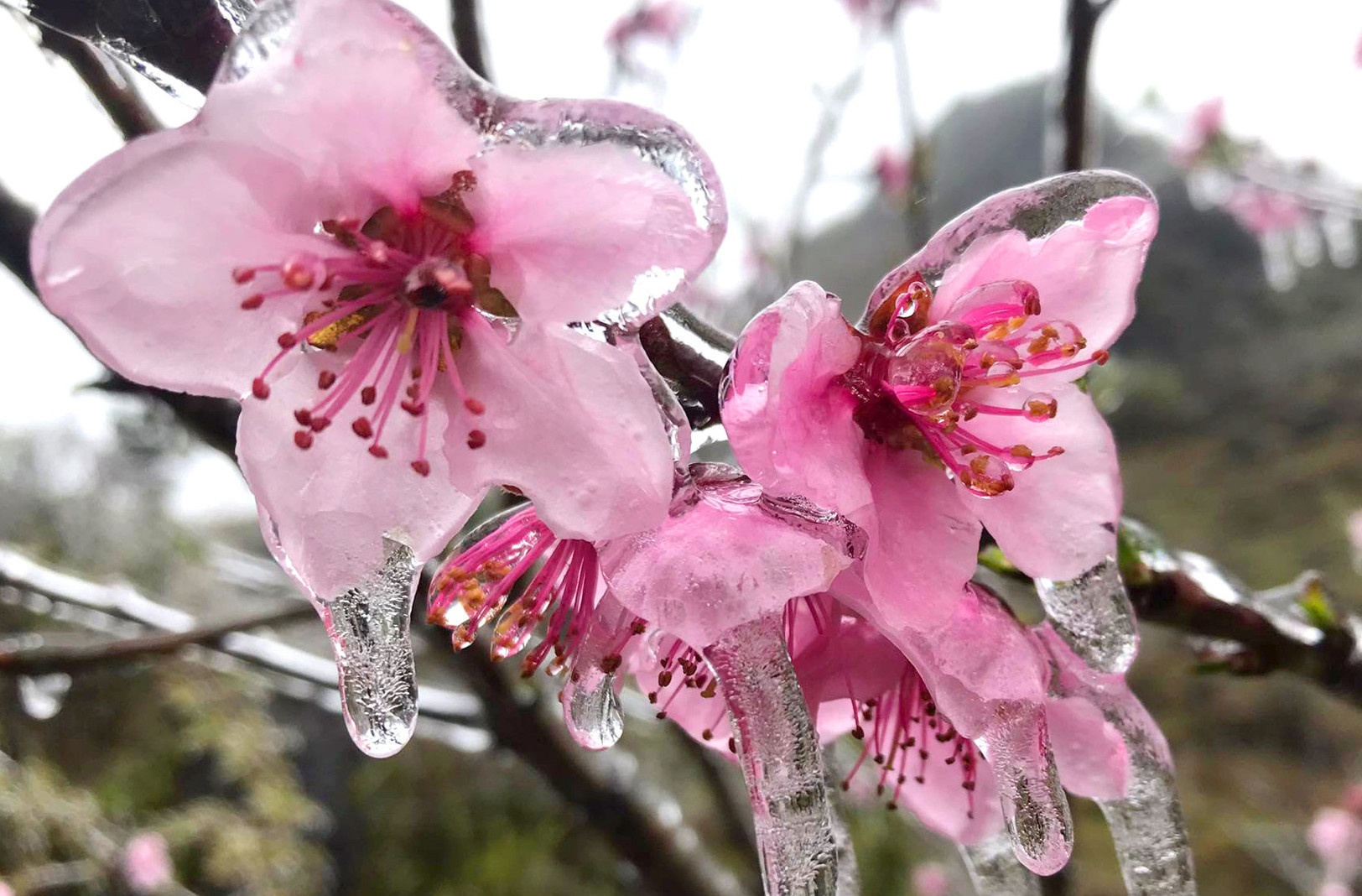 Mien Bac ret dam tu 27 Tet, Nam Bo dem Giao thua chi 20 do C hinh anh