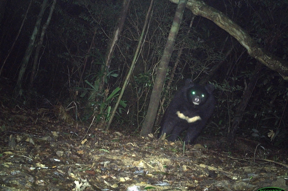 Gau ngua Bac Huong Hoa anh 1