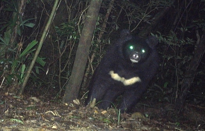 Phat hien gau ngua quy hiem hinh anh