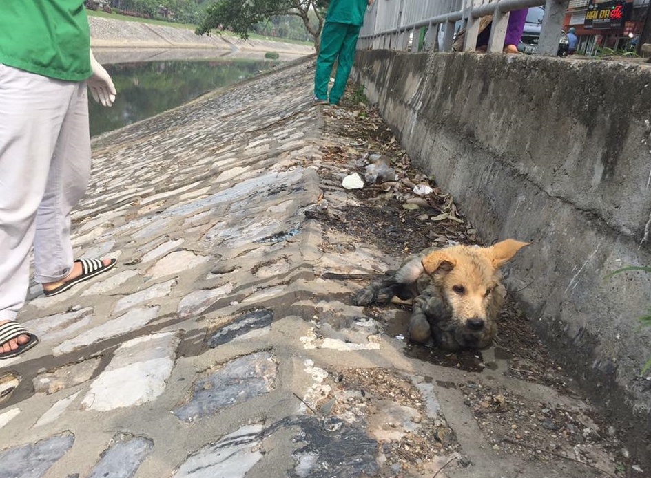chu cho nho bi nem xuong song To Lich anh 2