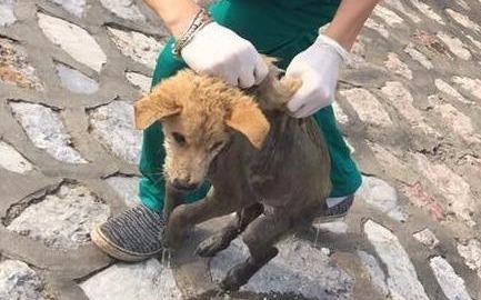 Chu cho mac benh la bi chu thang tay nem xuong song To Lich hinh anh