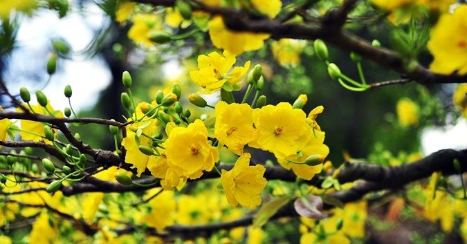 ý nghĩa những loài hoa trong ngày Tết ảnh 3 y nghia nhung loai hoa trong ngay Tet anh 3