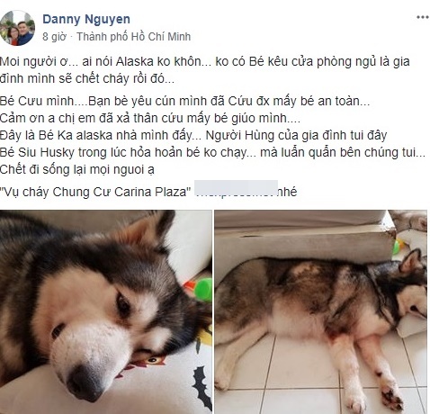 chó cứu chủ thoát nạn trong đám cháy chung cư ảnh 1 cho cuu chu thoat nan trong dam chay chung cu anh 1