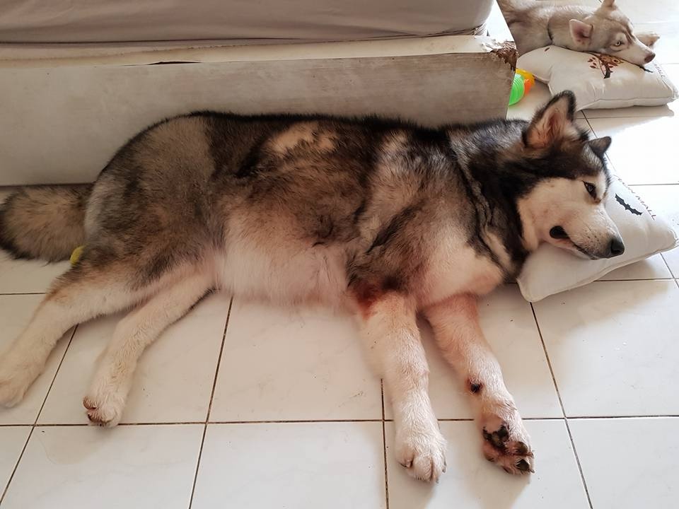 Chu cho thong minh cuu chu thoat chet trong dam chay tai Sai Gon hinh anh